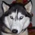 husky