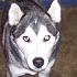 husky2