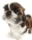 CUTE PUPPY
