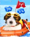 PUPPY IN THE BEACH