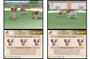Jack Russell Adoption