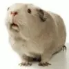 Guinea Pig