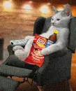 cat with junk food