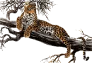 tiger on a tree