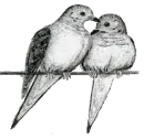 dove birds