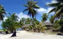 Scenic palm trees