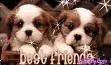 doggie aww