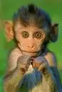 monkey -chinp-