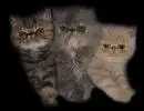 kittens {triplets}