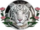 white tiger