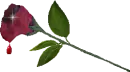 bloody rose 