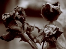 Dead Rosez