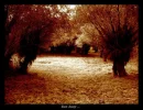 Falling of Leaves