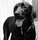 Doggie