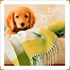 Cute Dog