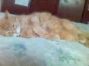 kitty