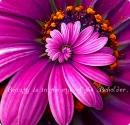 Beauty is in the eye of the beholder.