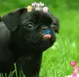 Doggie sticking his tough