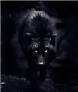 wolf