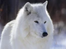 white wolf
