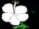 white hibiscus