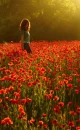 Red Roses