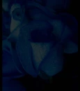 Blue Roses
