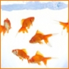 Goldfish