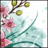 Cherry Blossoms