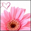 Pink Flower