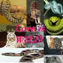 Wild Life - Wild Love