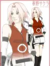 older sakura