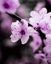 floare