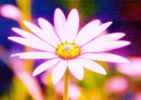 daisy