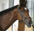 barbaro