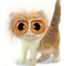 Cute Cat Pic