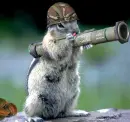 Funny Squirrel