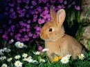 cute rabbit