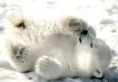 Polar Bear Cub