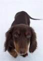 Dachshund close up