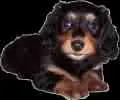 Black and Tan Dachshund