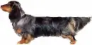 Dapple Doxie