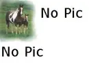 horse