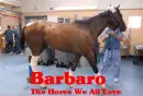 barbaro