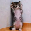 Funny Cat