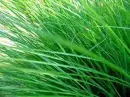 grass