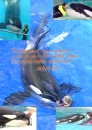 Ken Peters quote on working with killer whales