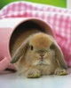 Pink Bunny