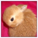 bubby rabbit