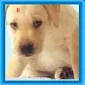 Stop Animal Abuse!!